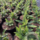 Blechnum spicant GM 2,0L