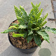 Blechnum spicant GM 2,0L