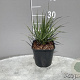 Calamagrostis acut. 'Overdam' GM 2,0L