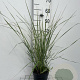 Calamagrostis acut. 'Overdam' GM 2,0L