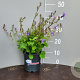 Campanula poscharskyana GM 2,0L