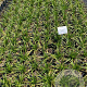 Carex morrowii 'Variegata' GM 2,0L