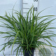 Carex pendula GM 2,0L