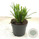 Carex pendula GM 2,0L