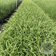 Carex pendula GM 2,0L