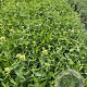 Centranthus ruber 'Albus' GM 2,0L
