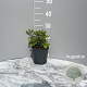 Ceratostigma plumbaginoides GM 2,0L