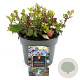 Ceratostigma plumbaginoides GM 2,0L