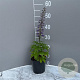 Delphinium (P) 'Black Knight' GM 2,0L
