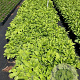 Digitalis purpurea GM 2,0L