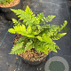 Dryopteris cycadina GM 2,0L