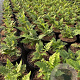 Dryopteris cycadina GM 2,0L