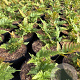 Dryopteris erythrosora GM 2,0L
