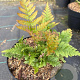 Dryopteris erythrosora GM 2,0L