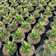 Dryopteris erythrosora prolifica GM 2,0L