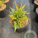Dryopteris erythrosora prolifica GM 2,0L