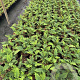 Dryopteris marginalis GM 2,0L