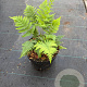 Dryopteris marginalis GM 2,0L
