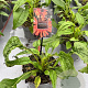 Echinacea Lakota Orange GM 2,0L