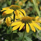 Echinacea 'Mellow Yellows' GM C5