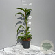 Echinacea 'Tomato Soup' GM 2,0L