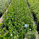 Eryngium planum GM 2,0L