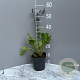 Eryngium planum GM 2,0L