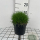 Festuca gautieri GM 2,0L