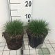 Festuca gautieri GM 2,0L