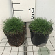 Festuca gautieri 'Pic Carlit' GM 2,0L