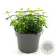 Galium odoratum GM 2,0L
