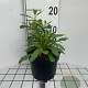 Gaura lindheimeri GM 2,0L