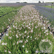 Gaura lindheimeri GM 2,0L