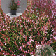 Gaura l. 'Siskiyou Pink' GM 2,0L