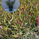 Gaura l. 'Siskiyou Pink' GM 2,0L