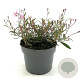 Gaura l. 'Siskiyou Pink' GM 2,0L