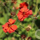 Geum Fiery Tempest GM 2,0L