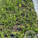 Hemerocallis 'Stella de Oro' GM 2,0L