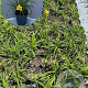 Hemerocallis 'Stella de Oro' GM 2,0L