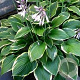 Hosta 'Fortunei Aureomarginata' GM 2,0L