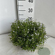 Isotoma fluviatilis GM 2,0L