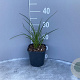 Kniphofia 'Papaya Popsicle' GM 2,0L