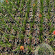 Kniphofia 'Papaya Popsicle' GM 2,0L