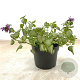 Lamium mac. 'Beacon Silver' GM 2,0L