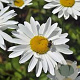 Leucanthemum (S) 'Snowcap' GM 2,0L