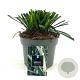 Liriope muscari 'Monroe White' GM 2,0L