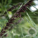 Melica altissima 'Atropurpurea' GM 2,0L