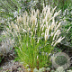Melica ciliata GM 2,0L