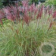 Miscanthus sin. 'Red Chief' GM 2,0L