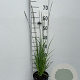 Molinia caerulea GM 2,0L